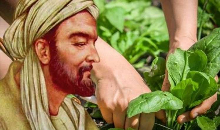 İbn Sinanın möcüzəvi hesab etdiyi göyərti –  Hansı faydaları var?
