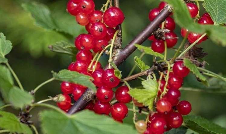 Bir dəfəyə nə qədər giləmeyvə yemək olar? –  Dietoloqlardan tövsiyə