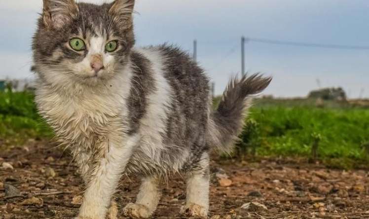 ABŞ-da quş qripi heyvanlara keçdi  -  2 pişik öldü
