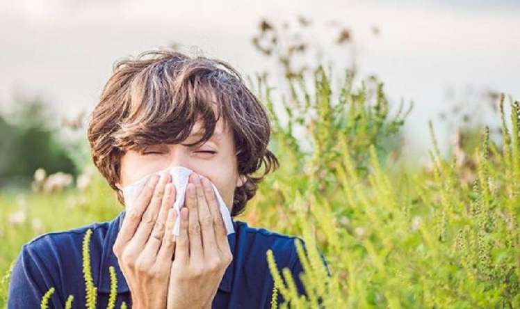 Yaz allergiyasına yaxşı təsir edən bitkilər  