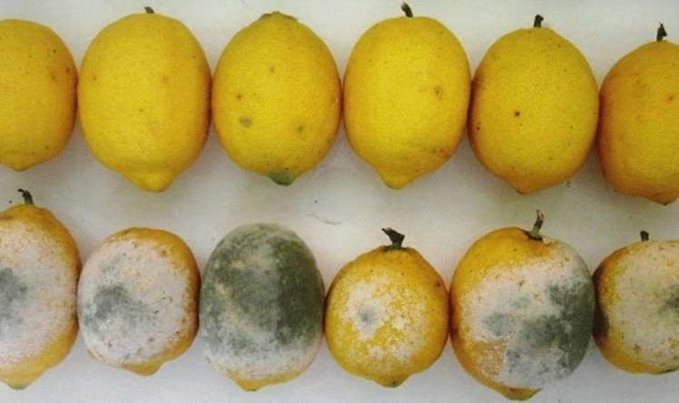 Bu üsulla limon daha təzə və sulu  qalacaq