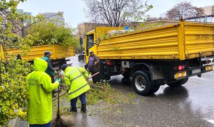Güclü külək paytaxtda 55 ağacı sındırdı -  FOTO