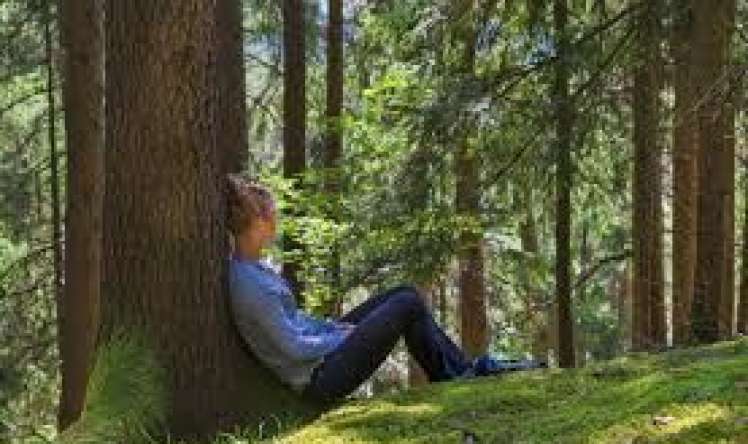 Meşədə gəzmək təbii antidepressantdır 