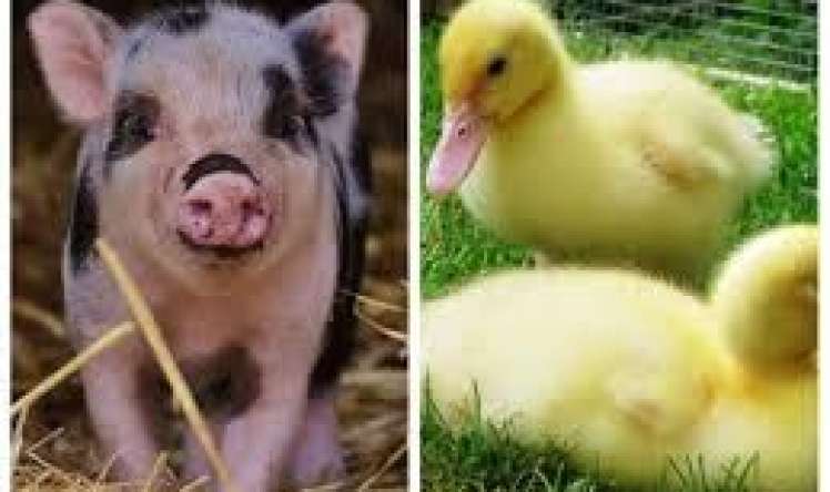 Quş qripi donizlara keçə bilər  – İki virus birləşir?