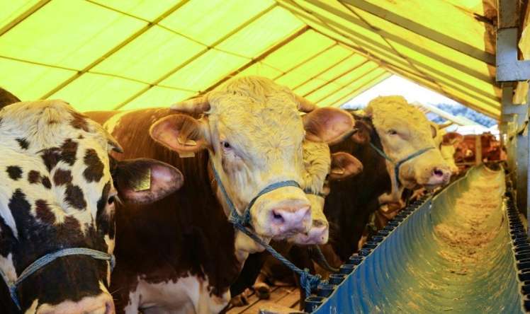 Kredit kartı ilə  qurbanlıq almaq olarmı?