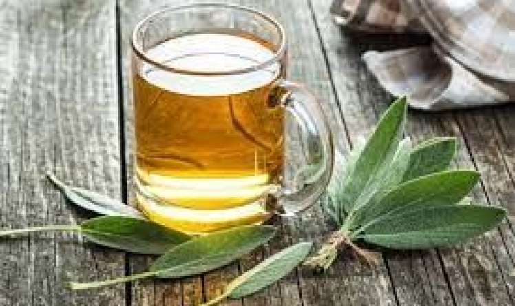 Adaçayı (şalfey)  – Faydaları, zərəri