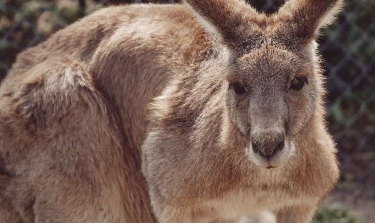 Kenquru zoopark işçisini döyərək öldürdü 