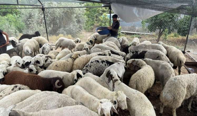 Qurbanlıq heyvanlara yaxşı baxın:  Qarnı şişdirsə...