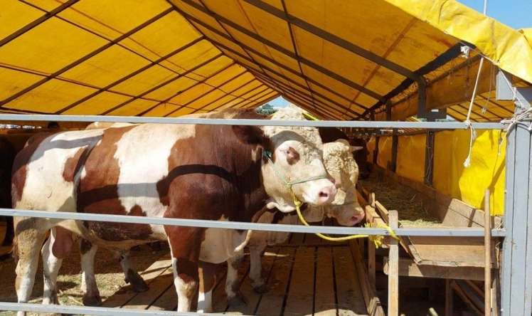 Qurban nə vaxta qədər kəsilə bilər?  