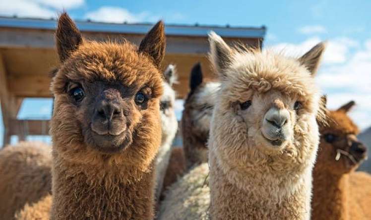 Lama tükü şizofreniyanı müalicə edə bilər 