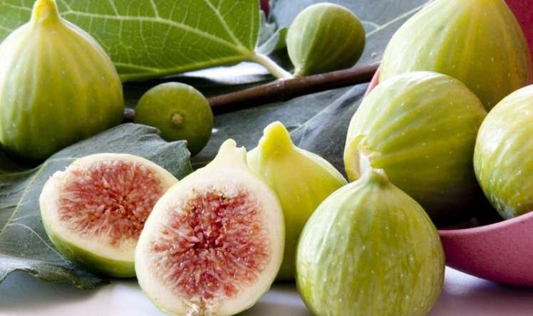 Əncirin ömrü uzatdığı sübut olundu 