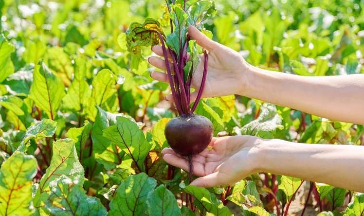 Ürəyi dəstəkləyir, beyni sağaldır:  Qırmızı çuğundurun möcüzəvi təsiri