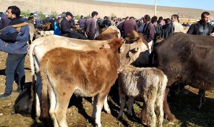 Rayonlarda heyvan bazarları bağılanır   - Dəhşətli xəstəliyə görə QADAĞA