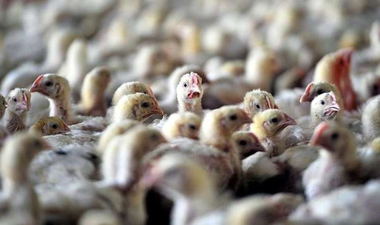 400.000-dən çox quş məhv edildi -  Quş qripi təhlükəsi