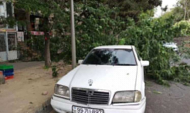 Bakıda 3 nəfərin üzərinə çinar ağacı aşdı 