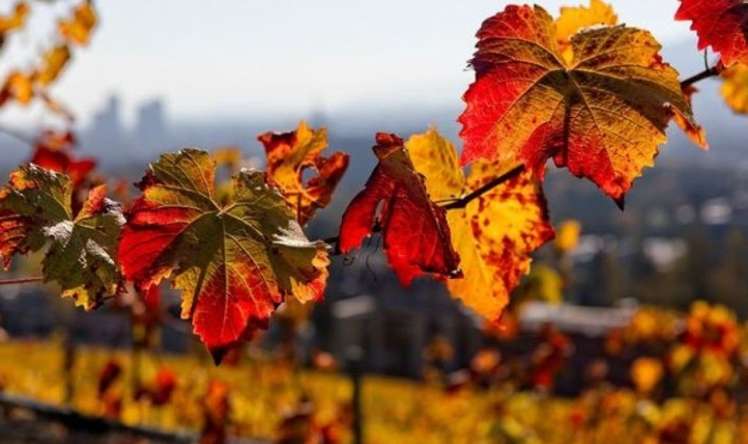 Noyabrın ilk günü hava necə olacaq? 