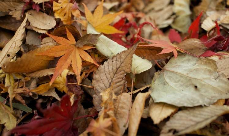 Noyabrın ilk günü hava necə olacaq? 