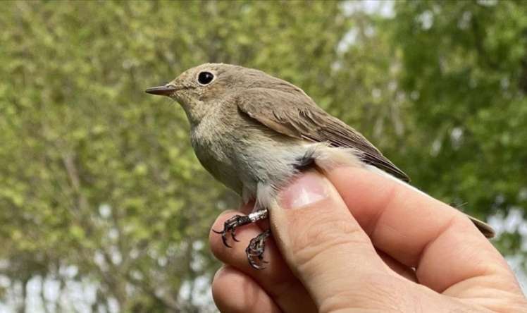  TikTok-un yeni trendi "quş sınağı" -  Münasibətdən xəbər verir