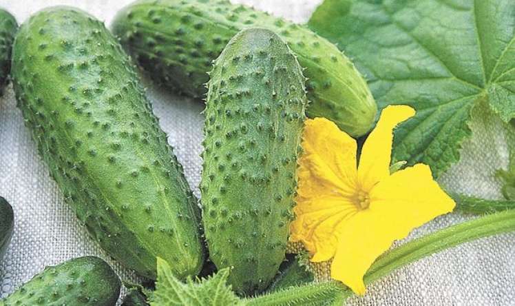 Torpaqdan zəhər və toksinləri özünə hopduran     tərəvəzlər