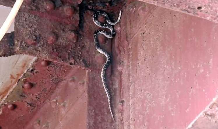 Ölən oğlunu  diriltmək üçün meyiti  inək peyinində saxladı