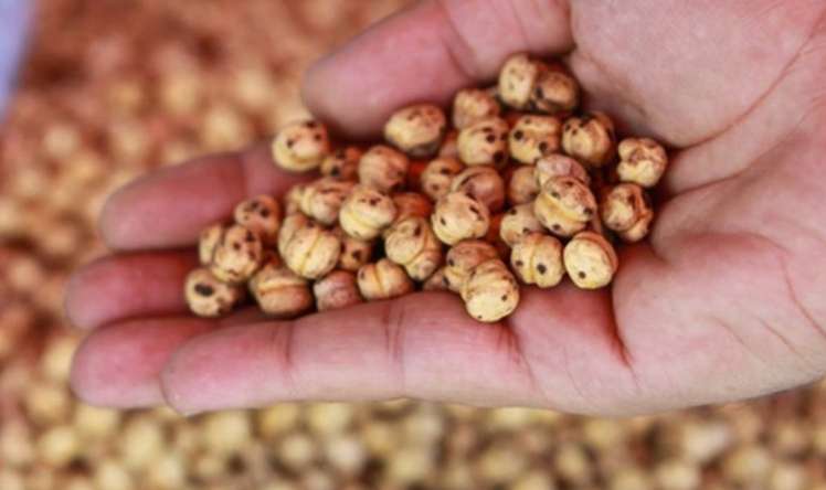 Gündə bir ovuc qovrulmuş noxud yeyin -  Faydaları