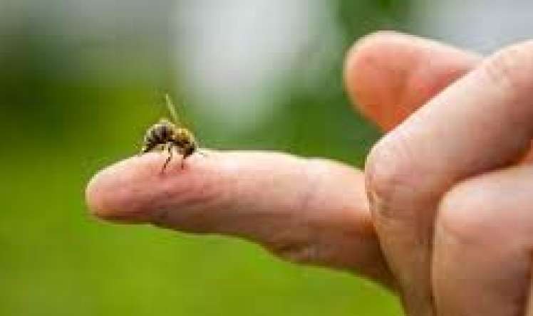 Arının sancdığı kişi öldü 