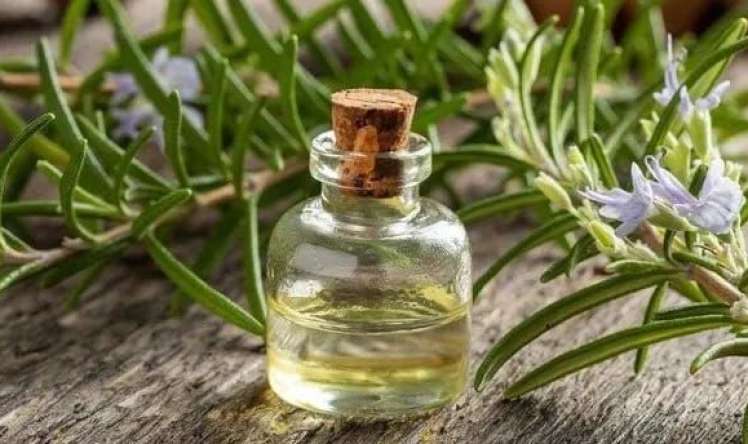 Bu bitki altsheymerdən qoruyur 