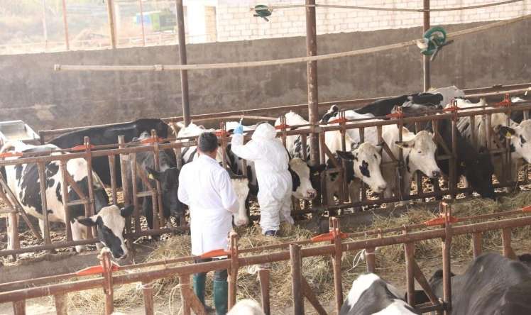 Dabaq xəstəliyinə görə peyvəndləmə işlərinə başlanıldı 