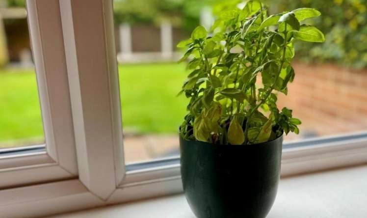 Evdə bu 4 yerə nanə qoyun -  Bolluq, pul, bərəkət gətirir