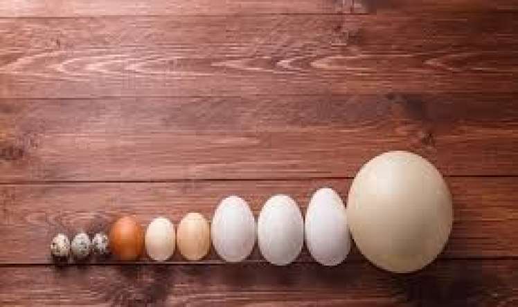 Toyuq,yoxsa bildirçin yumurtası – Hansı faydalıdır? - Fərqləri