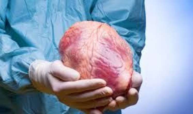 Meyitdən alınan orqan neçə saat yararlıdır? 