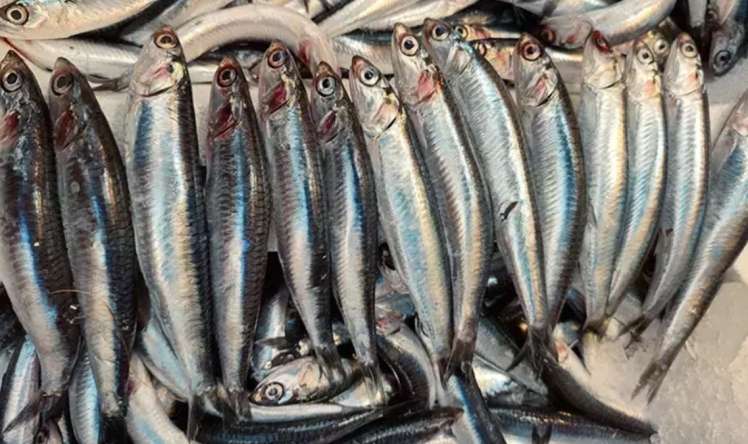 Əgər balığın qarnı belədirsə,  almayın! 