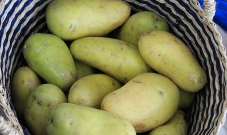 Professordan kartof xəbərdarlığı -  Ölə bilərsiniz...