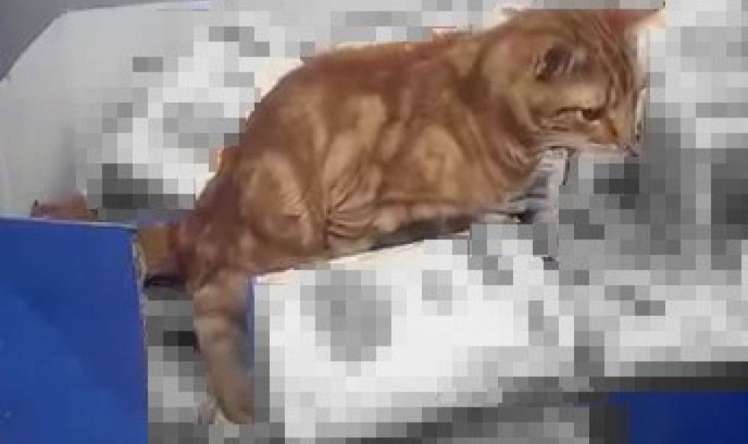 Mağazada ürəkbulandıran görüntülər -  VİDEO