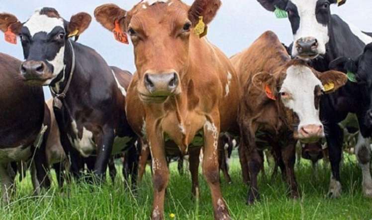 Dabaq xəstəliyinə görə  11 kənd karantinə alındı