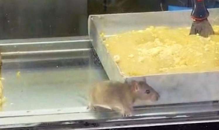 Şirniyyat mağazasında iyrənc görüntülər -  Vitrində siçovul gəzir