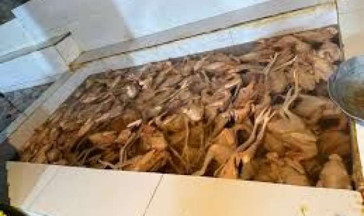 Xırdalanda toyuqları rəngləyib, kənd çolpası adı ilə satan   - ifşa edildi