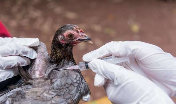 Quş qripinə qarşı növbəti epizootoloji monitorinq olacaq 