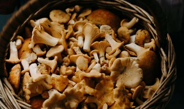 D vitamini ehtiyacını 100 faiz təmin edən qida 