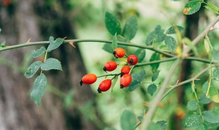 Ürəyin dərmanı, xərçəngdən qoruyan   - ucuz bitki