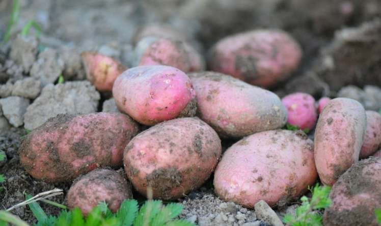 Kartof yeyənlərin ürəyi zəifləyir? 