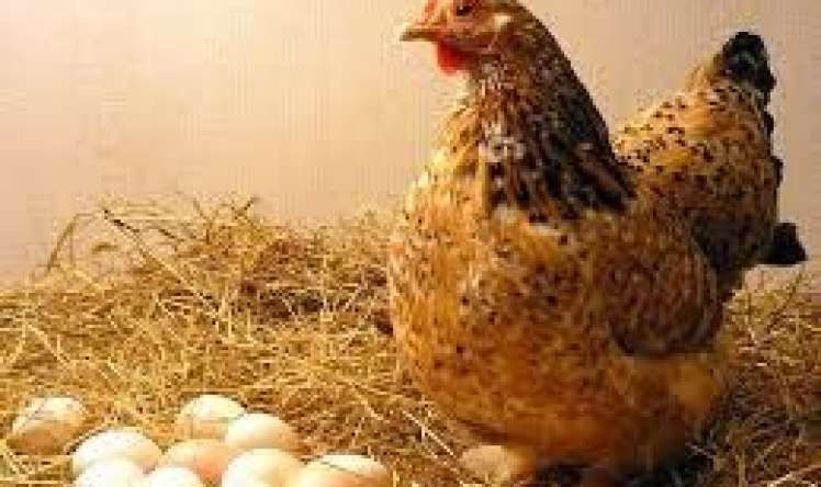 Toyuq yumurtası  bədən yağlarını azaldır 