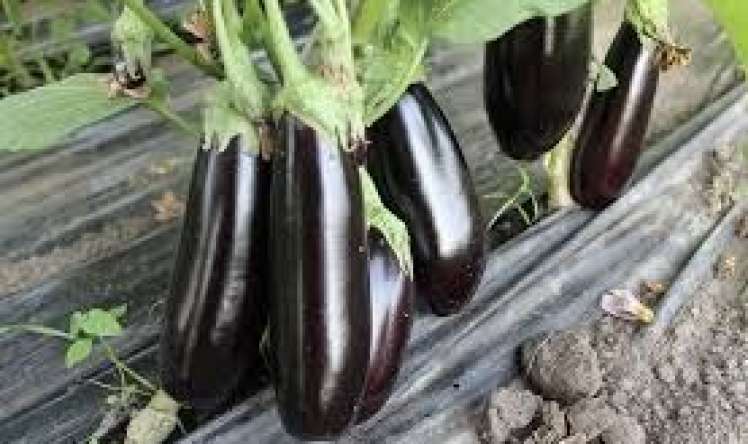  Xərçəngə qarşı badımcan kəşf edildi 