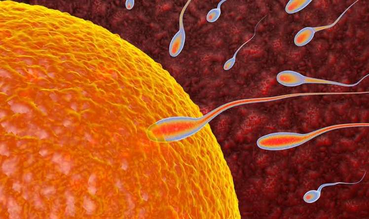 Askorbin turşusunun qadın və kişi sağlamlığında effekti   - Elmi araşdırma