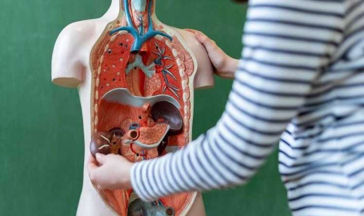  İnsanın gücü neçə yaşından azalmağa başlayır? 