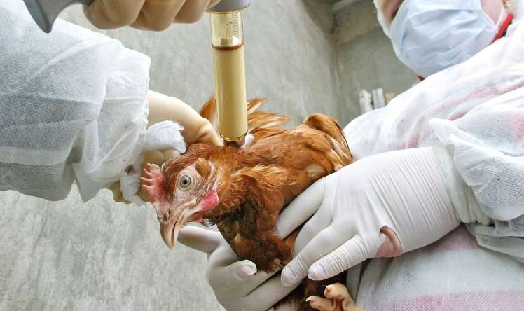 Azərbaycanda quş qripinə qarşı növbəti monitorinqlər keçiriləcək 