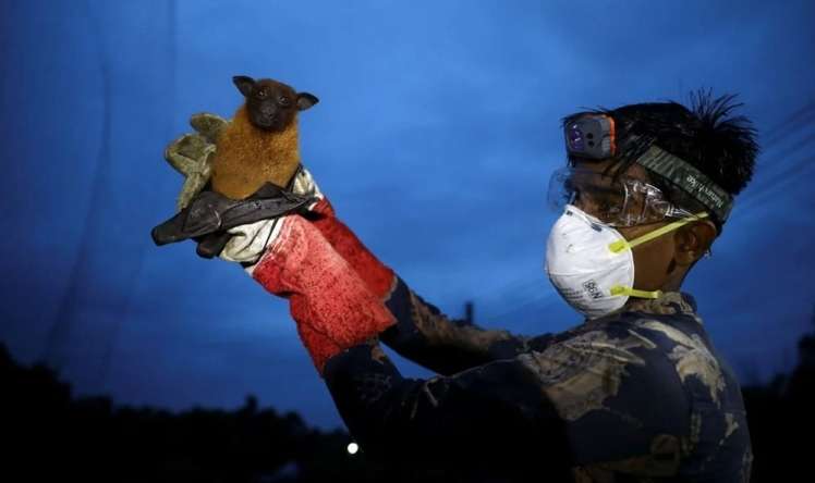 Hansı heyvanlar Nipah virusunu yoluxdura bilər? 