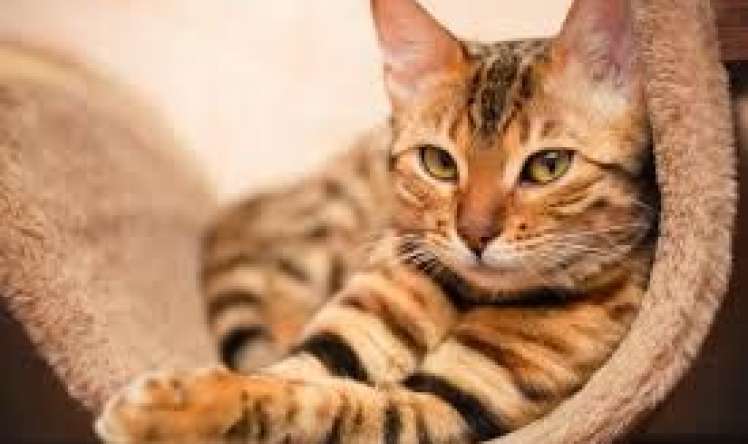 Küçə pişiyini sığalladı, xəstəxanaya düşdü 