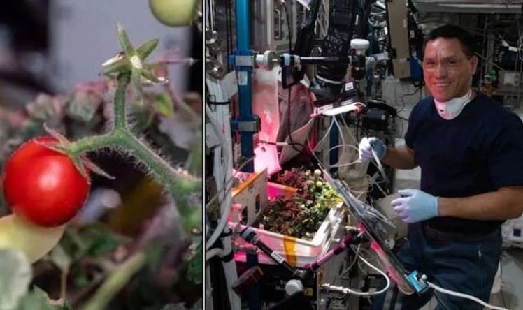 Kosmosda pomidor yetişdirmək mümkündürmü? -  Çindən heyrətamiz məhsul görüntüləri