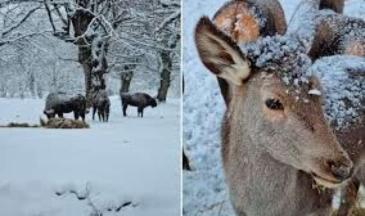 Azərbaycanda qar yağır   - Faktiki hava